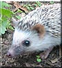 Splinter the African Pygmy Hedgehog