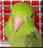 Lucky the Pacific Parrotlet