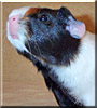 Lucy the Guinea Pig