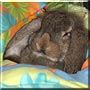 Buster the French Lop Rabbit