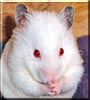 Snoopy the Hamster