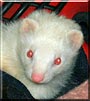 Sidewinder the Albino ferret