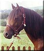 Dudley the Welsh mix Pony
