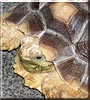 Torty the Spur Thighed Tortoise
