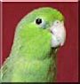 Lily the Pacific Parrotlet