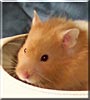 Athena the Teddy Bear Hamster