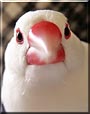 Coco the Japanese Rice Bird
