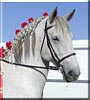 Primero the Spanish Norman Horse