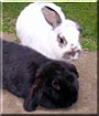 Jeffrey, Miranda the English Lop Rabbit