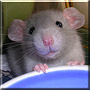 Maks the Dumbo Rat