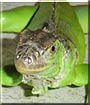 Charly the Green Iguana