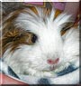 Tuppence the Coronet Guinea pig