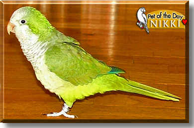 Nikki, the Pet of the Day