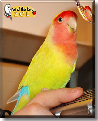 Zoe, the Pet of the Day