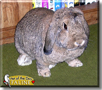 Faline, the Pet of the Day