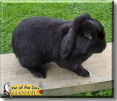 Floppie, the Pet of the Day