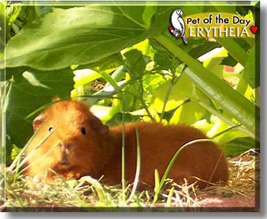 Erytheia, the Pet of the Day