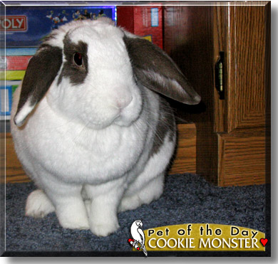 Cookie Monster, the Pet of the Day
