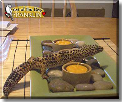 Franklin, the Pet of the Day
