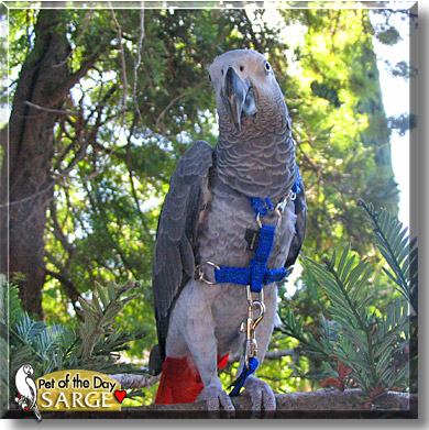 Sarge, the Pet of the Day