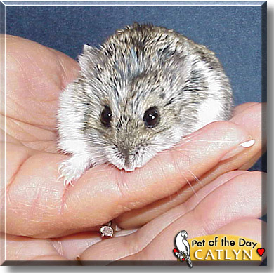 Catlyn, the Pet of the Day