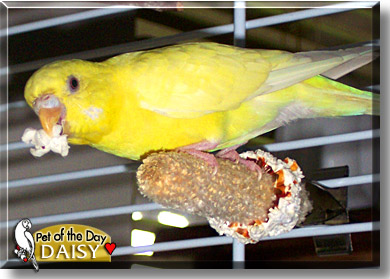 Daisy, the Pet of the Day