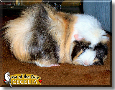 Cecelia, the Pet of the Day