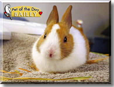 Bailey, the Pet of the Day