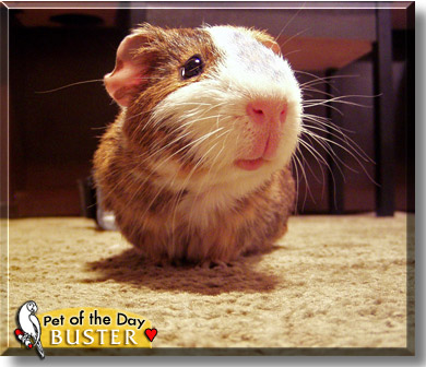 Buster, the Pet of the Day