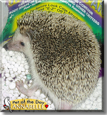 Annabelle, the Pet of the Day