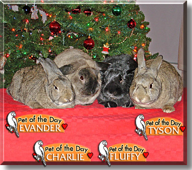 Evander, Charlie, Fluffy, Tyson, the Pet of the Day