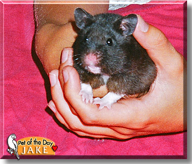 Jake, the Pet of the Day