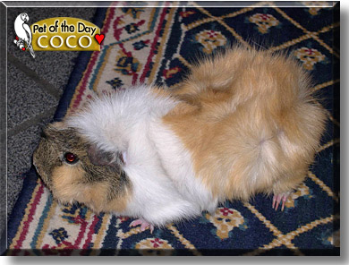Coco, the Pet of the Day