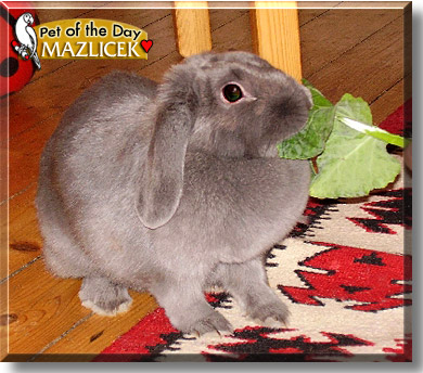 Mazlicek, the Pet of the Day
