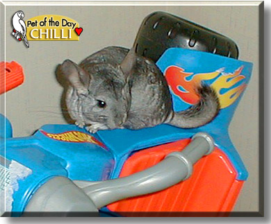 Chilli, the Pet of the Day