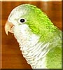 Nikki the Quaker Parrot