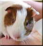 Sally the Dutch pattern guinea pig