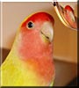 Zoe the Lovebird