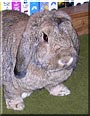 Faline the Mini Lop Rabbit