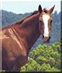 Stormboy the Quarter Horse, Arabian