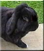 Floppie the Dutch, Lop