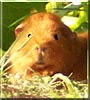 Erytheia the Teddy guinea pig