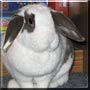 Cookie Monster the Rabbit