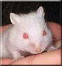 Angel the Dwarf Hamster