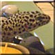 Franklin the Leopard gecko