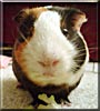 Lemiwinks the Guinea Pig