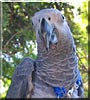 Sarge the Congo African Grey
