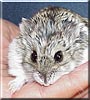 Catlyn the Dwarf Hamster