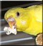 Daisy the Lutino Parakeet