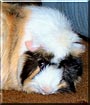 Cecelia the Abyssinian
